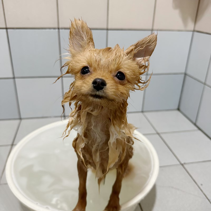 女人知己試用大隊,口碑行銷,部落客行銷,Goodmofamily歸毛家族 寵物肌膚救星組,歸毛家族 寵物肌膚救星,舒敏保濕洗毛乳,護膚噴液,精萃營養霜,博士30年生技專業,給足皮膚營養保護力,無抗生素 無類固醇,神經醯胺,19種綜合胺基酸,榮獲SNQ國家認證,上萬毛爸媽見證,3週幫助皮膚健康,NO.1寵物肌膚口碑霸主,寵物第一護膚領導品牌